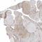 Calcium Voltage-Gated Channel Auxiliary Subunit Beta 2 antibody, NBP1-86680, Novus Biologicals, Immunohistochemistry paraffin image 