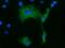 Kelch Like Family Member 2 antibody, GTX84261, GeneTex, Immunofluorescence image 