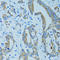 Keratin 15 antibody, LS-C332212, Lifespan Biosciences, Immunohistochemistry frozen image 