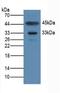 NAD(P)HX Epimerase antibody, LS-C726760, Lifespan Biosciences, Western Blot image 