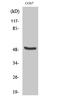 Transcription Factor Dp-2 antibody, A06850-1, Boster Biological Technology, Western Blot image 