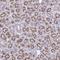 Multiple Coagulation Factor Deficiency 2 antibody, HPA034593, Atlas Antibodies, Immunohistochemistry paraffin image 