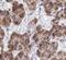 Tubulin Alpha 1b antibody, FNab00335, FineTest, Immunohistochemistry frozen image 