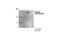 ATM Serine/Threonine Kinase antibody, 4526L, Cell Signaling Technology, Western Blot image 