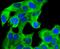 RAD18 E3 Ubiquitin Protein Ligase antibody, A01622-1, Boster Biological Technology, Immunocytochemistry image 
