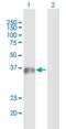 Wipi4 antibody, H00011152-B01P, Novus Biologicals, Western Blot image 