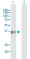 WD Repeat Domain 45 antibody, H00011152-B01P, Novus Biologicals, Western Blot image 