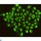 Caudal Type Homeobox 2 antibody, LS-C812916, Lifespan Biosciences, Immunocytochemistry image 