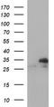 Thioredoxin Related Transmembrane Protein 1 antibody, TA506945, Origene, Western Blot image 