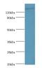 Sperm Associated Antigen 5 antibody, LS-C379020, Lifespan Biosciences, Western Blot image 