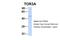 Torsin Family 3 Member A antibody, NBP1-58033, Novus Biologicals, Western Blot image 