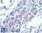 Claudin 1 antibody, LS-B4480, Lifespan Biosciences, Immunohistochemistry frozen image 
