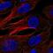 AP2M1 antibody, NBP2-55860, Novus Biologicals, Immunofluorescence image 