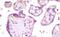Short palate, lung and nasal epithelium carcinoma-associated protein 2 antibody, MBS249066, MyBioSource, Immunohistochemistry paraffin image 