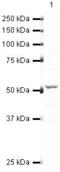 RUNX Family Transcription Factor 1 antibody, PA5-19638, Invitrogen Antibodies, Western Blot image 