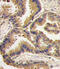 Bone morphogenetic protein 6 antibody, 59-003, ProSci, Immunohistochemistry paraffin image 