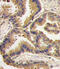 Bone Morphogenetic Protein 6 antibody, 59-003, ProSci, Immunohistochemistry paraffin image 