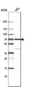 SH2B Adaptor Protein 3 antibody, HPA005483, Atlas Antibodies, Western Blot image 