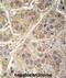 Seryl-TRNA Synthetase 2, Mitochondrial antibody, abx033708, Abbexa, Immunohistochemistry frozen image 