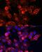 CD44 antibody, LS-C747515, Lifespan Biosciences, Immunofluorescence image 