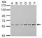 Activating signal cointegrator 1 antibody, GTX105780, GeneTex, Western Blot image 