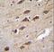 RUN And SH3 Domain Containing 2 antibody, LS-C162815, Lifespan Biosciences, Immunohistochemistry frozen image 