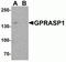 G-protein coupled receptor-associated sorting protein 1 antibody, NBP2-81951, Novus Biologicals, Western Blot image 