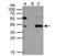 T-cell acute lymphocytic leukemia protein 1 antibody, NBP1-33757, Novus Biologicals, Immunoprecipitation image 