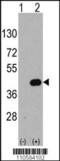 WNT Inhibitory Factor 1 antibody, 61-454, ProSci, Western Blot image 