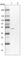 Endoplasmic Reticulum Lectin 1 antibody, HPA031501, Atlas Antibodies, Western Blot image 