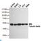 Tubulin antibody, LS-C813141, Lifespan Biosciences, Western Blot image 