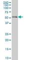 Nuclear Respiratory Factor 1 antibody, ab55744, Abcam, Western Blot image 