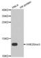 Histone Cluster 4 H4 antibody, abx000019, Abbexa, Western Blot image 