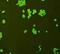 F-Box And WD Repeat Domain Containing 2 antibody, orb330283, Biorbyt, Immunocytochemistry image 