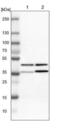 TARDBP antibody, NBP1-89116, Novus Biologicals, Western Blot image 