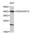 Chondroitin Sulfate N-Acetylgalactosaminyltransferase 2 antibody, STJ26899, St John