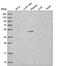Chromosome 7 Open Reading Frame 25 antibody, PA5-65571, Invitrogen Antibodies, Western Blot image 
