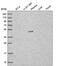 Chromosome 7 Open Reading Frame 25 antibody, PA5-65571, Invitrogen Antibodies, Western Blot image 