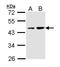 Protein Dom3Z antibody, GTX112421, GeneTex, Western Blot image 