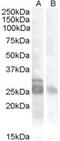 Myogenic factor 5 antibody, MBS420709, MyBioSource, Western Blot image 