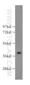 Calcium Binding Protein 39 Like antibody, 16137-1-AP, Proteintech Group, Western Blot image 