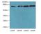 TBC1 Domain Family Member 14 antibody, LS-C397986, Lifespan Biosciences, Western Blot image 