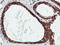 Arginyl Aminopeptidase antibody, LS-C173537, Lifespan Biosciences, Immunohistochemistry paraffin image 