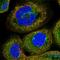 Peroxisomal Biogenesis Factor 5 antibody, HPA039259, Atlas Antibodies, Immunocytochemistry image 