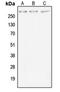 Mucin 4, Cell Surface Associated antibody, orb215491, Biorbyt, Western Blot image 