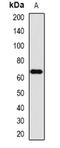 Flavin Containing Dimethylaniline Monoxygenase 3 antibody, orb378064, Biorbyt, Western Blot image 