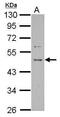 Proline Rich 5 antibody, PA5-32179, Invitrogen Antibodies, Western Blot image 