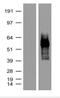 tdTomato protein antibody, NBP2-78136, Novus Biologicals, Western Blot image 