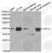 GIPC PDZ Domain Containing Family Member 2 antibody, A1225, ABclonal Technology, Western Blot image 