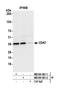 Cyclin Dependent Kinase 7 antibody, NB100-581, Novus Biologicals, Western Blot image 